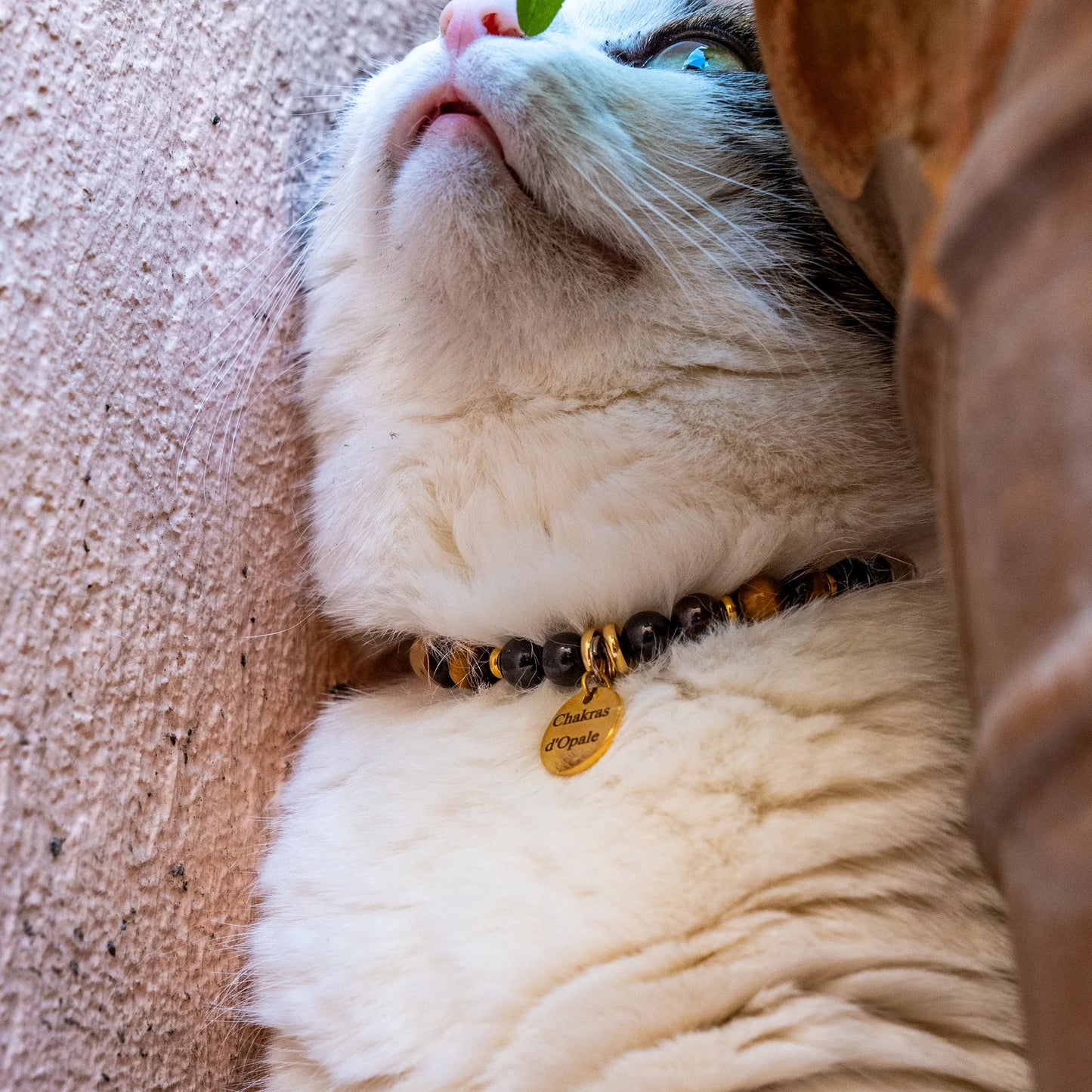 Collier Chat Chagrin & Courage