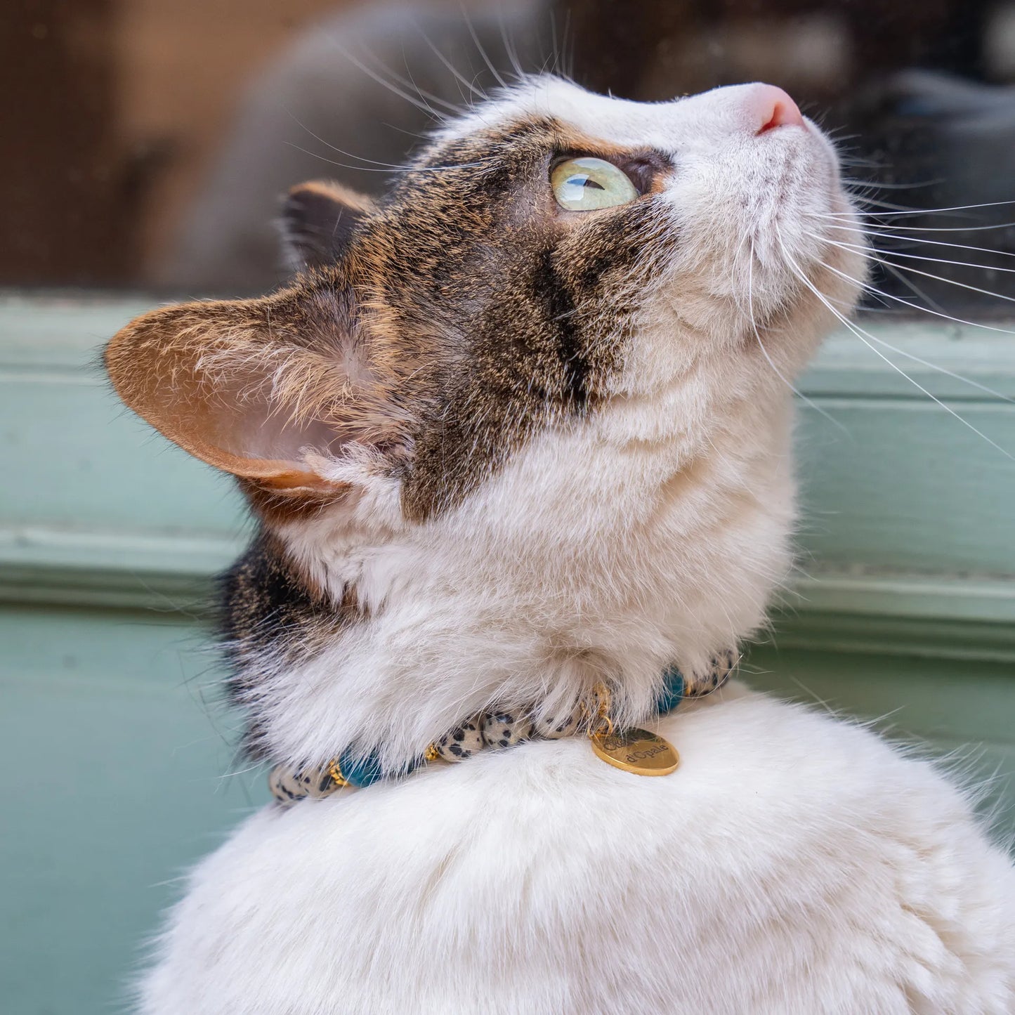 Collier Chat HyperSenssibilitée