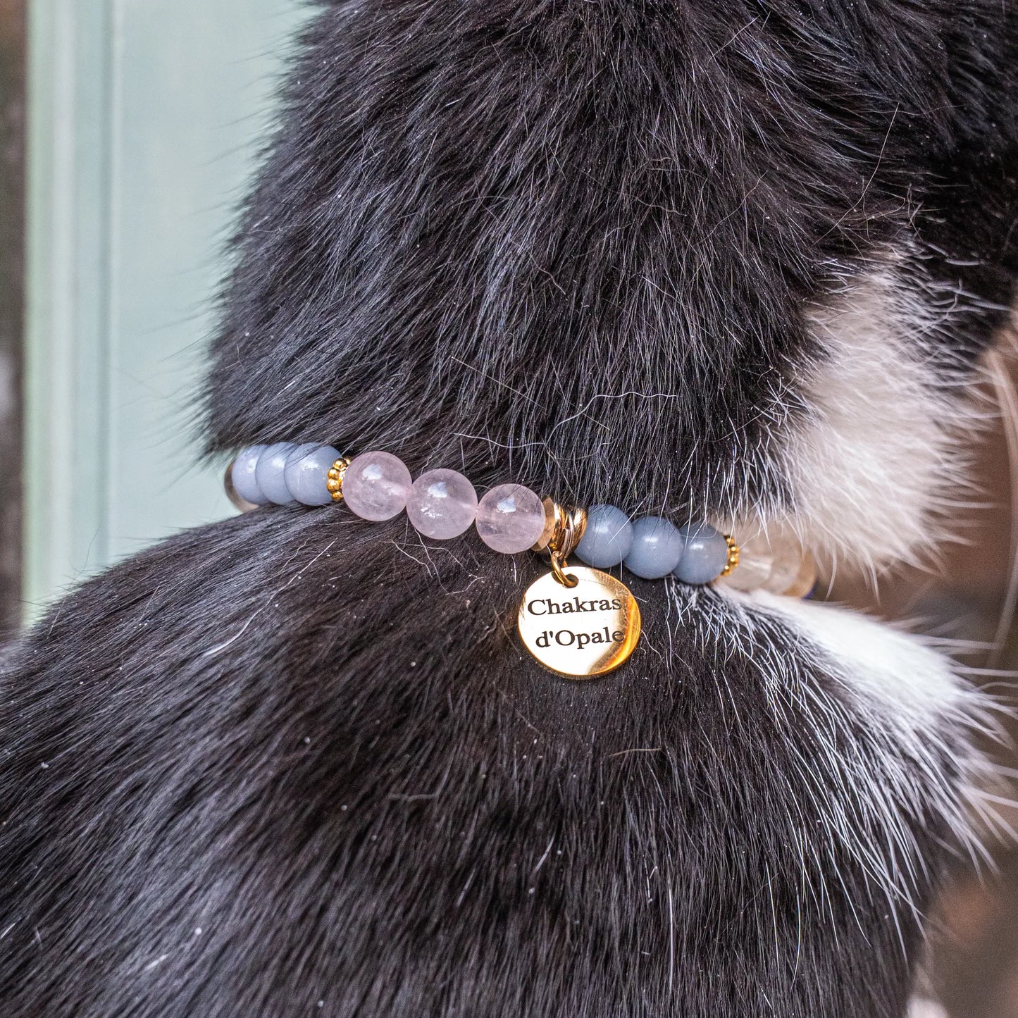 "ChAmour" Cat Collar