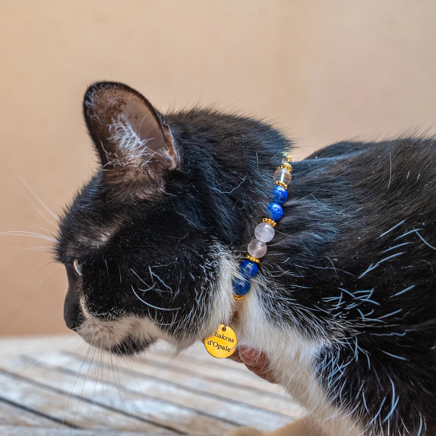 "Cholitaire" Cat Collar Too Independent