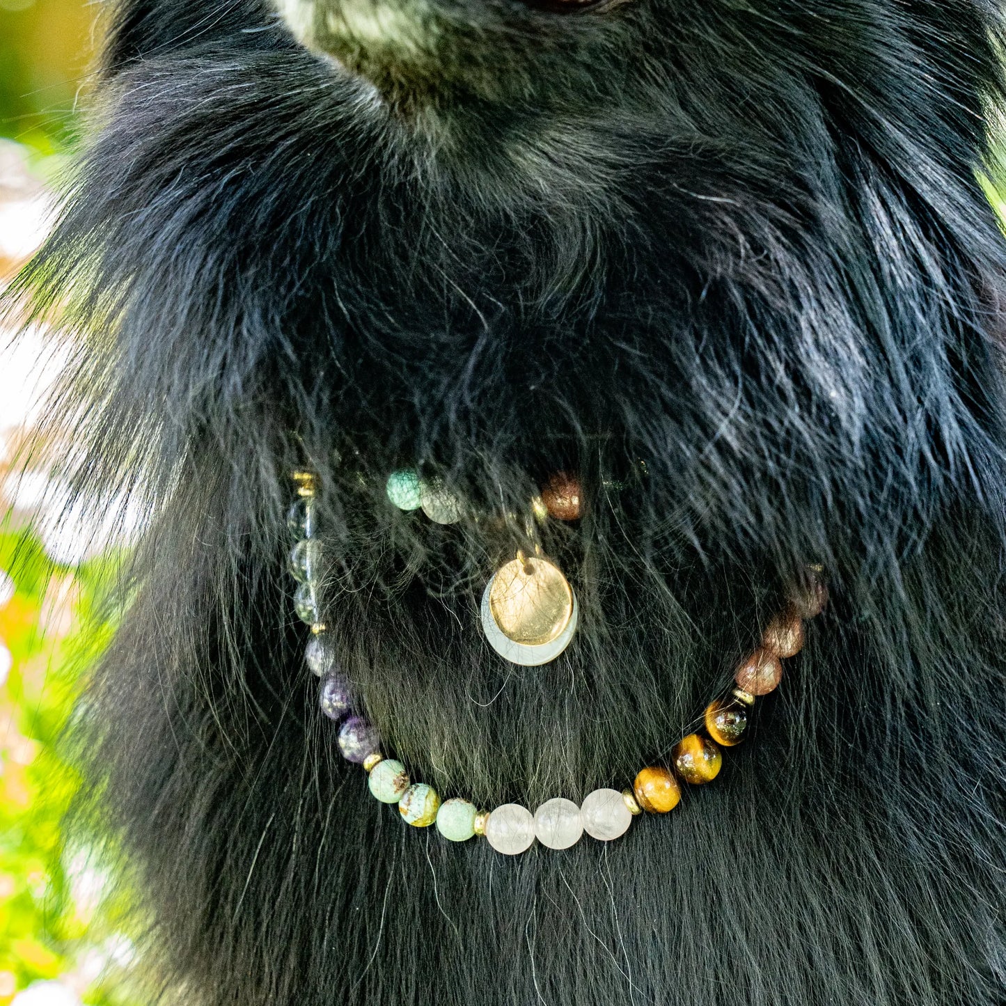 Collier Chien 7 chakras Poils longs