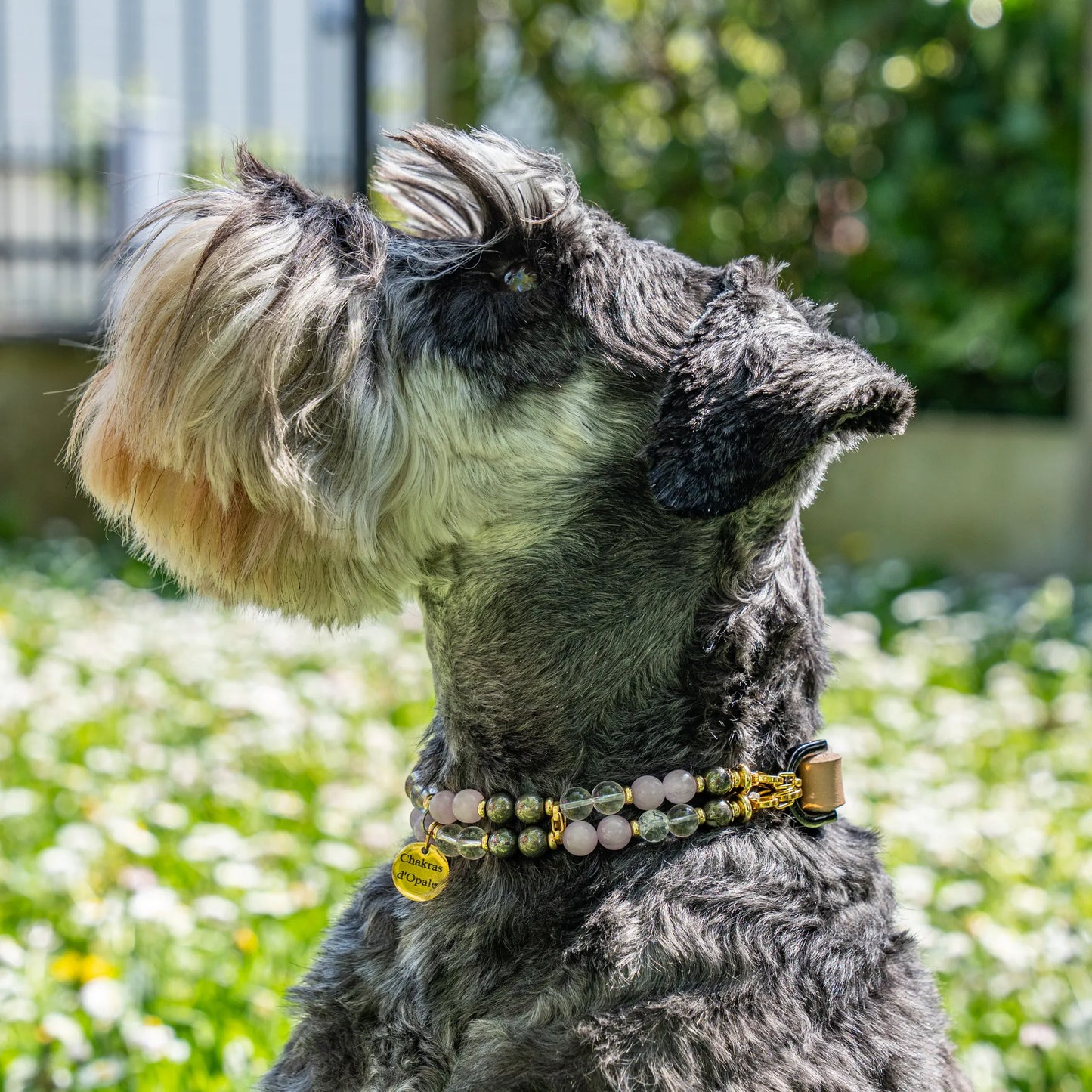 Dog Addictions Collar