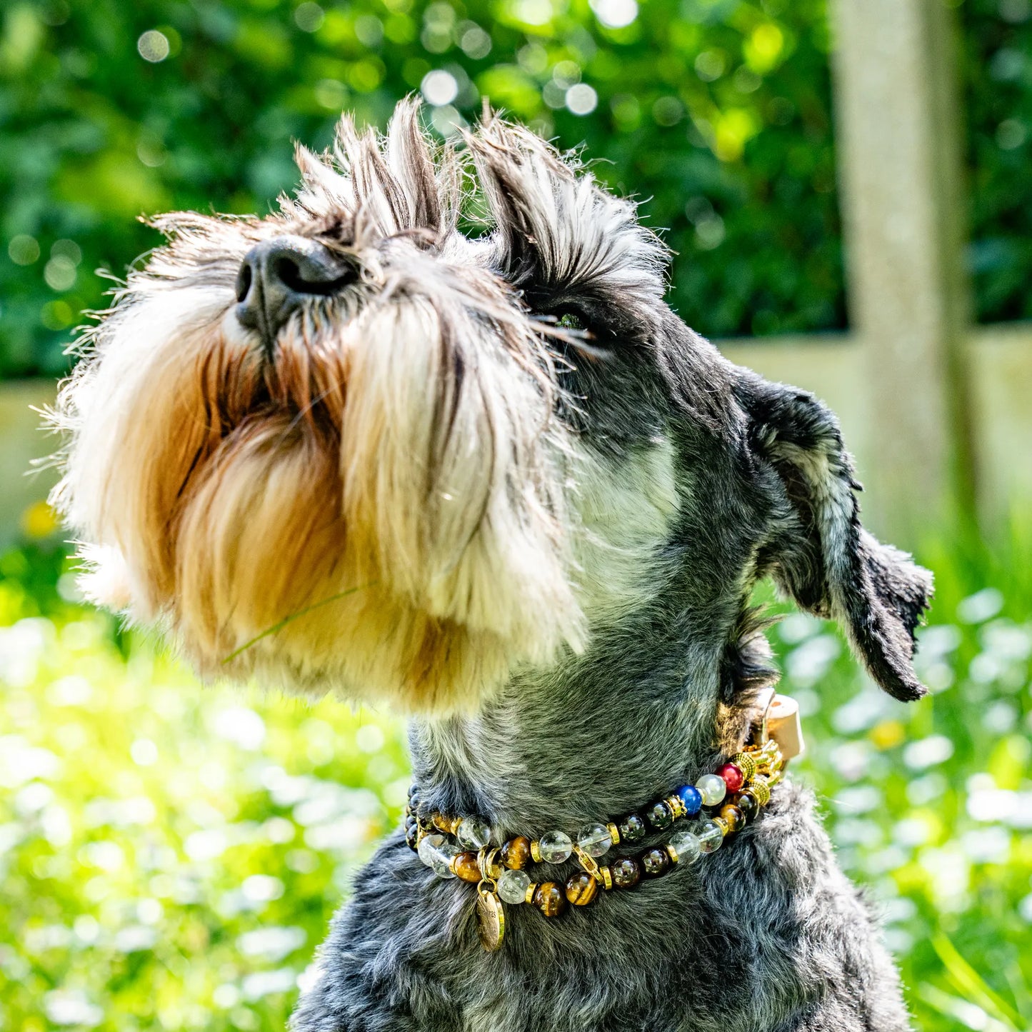 Anti-Grief Dog Collar