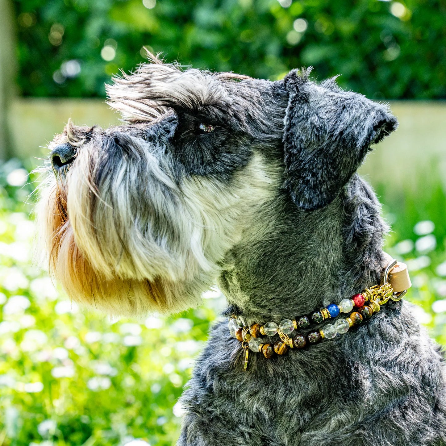 Anti-Grief Dog Collar