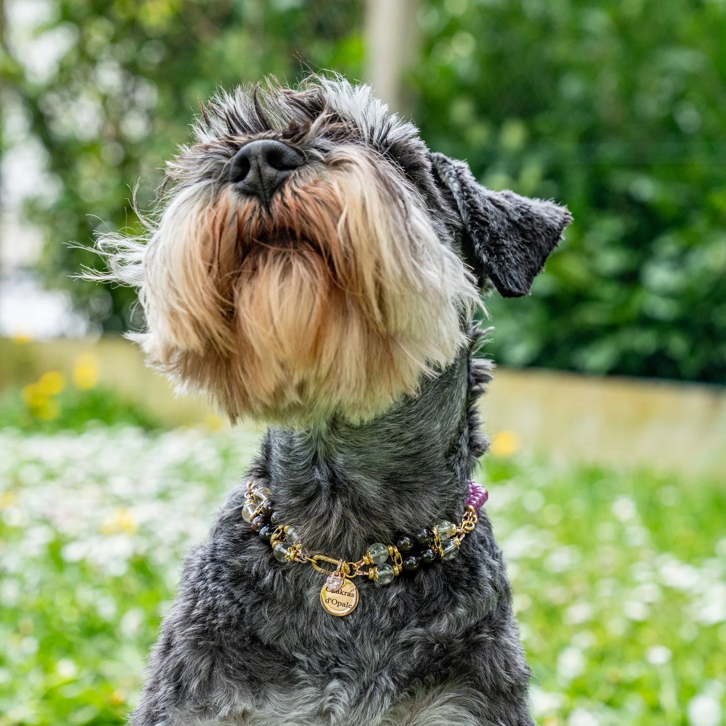 Pink Truffle Dog Collar