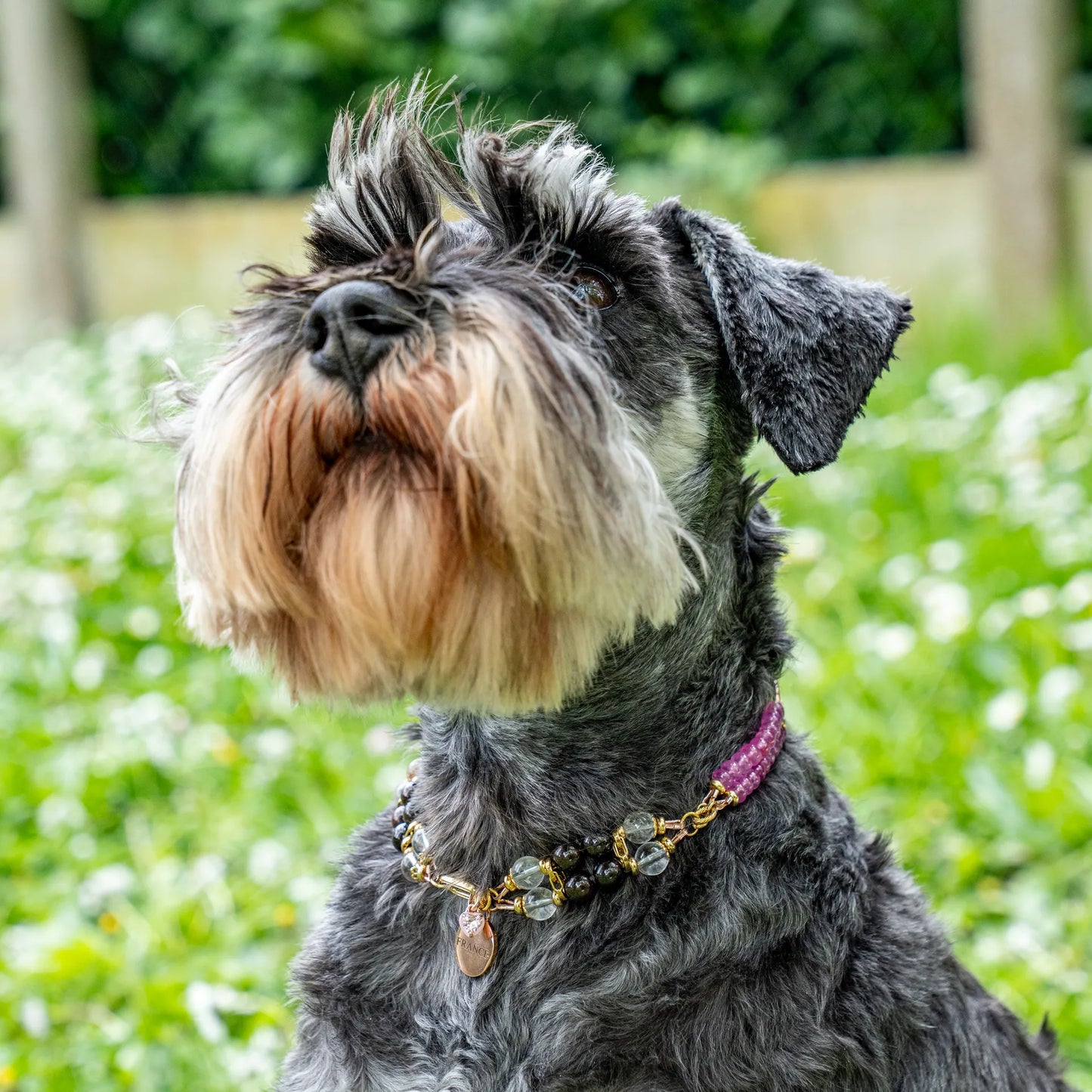 Pink Truffle Dog Collar