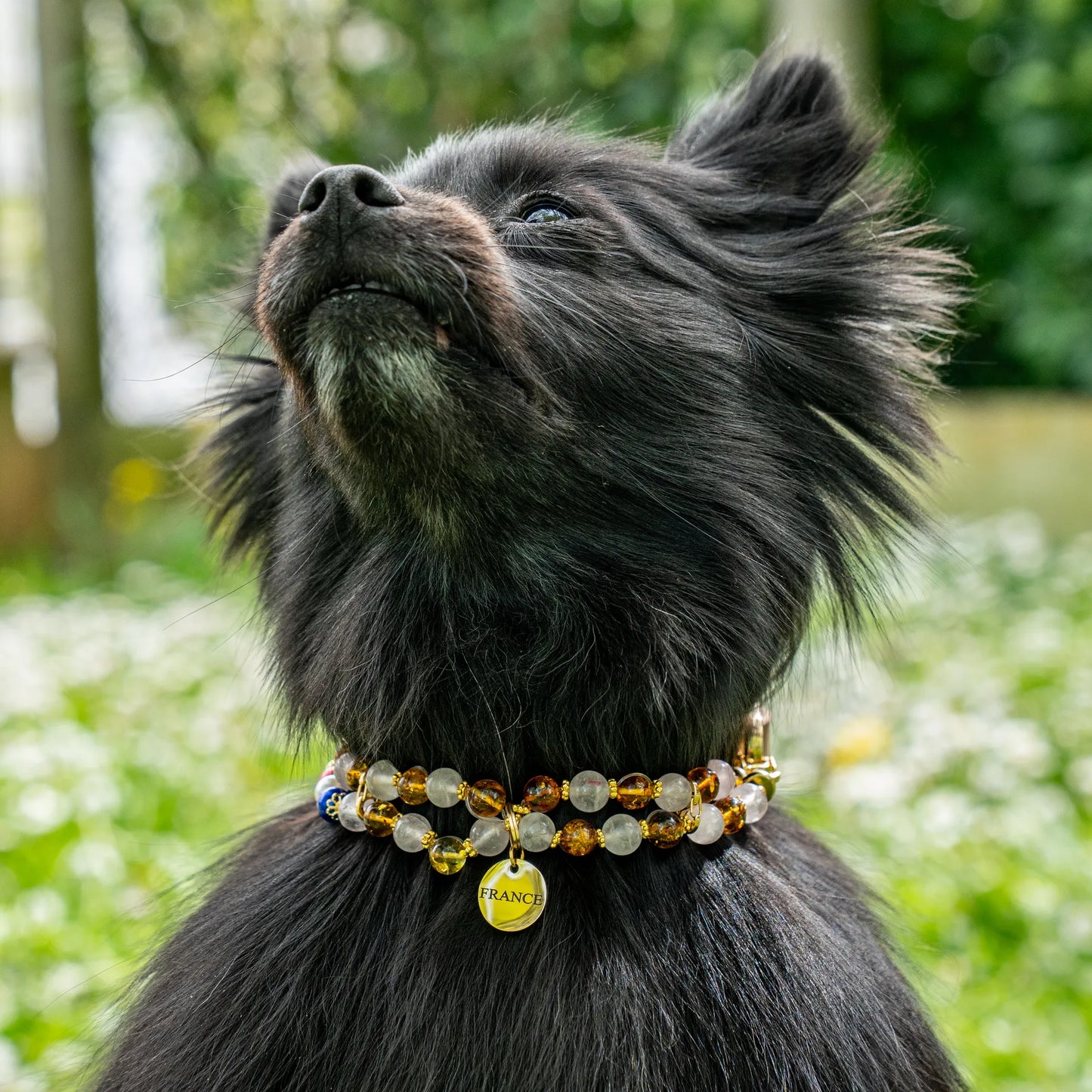"Love" Flea Jump Dog Collar