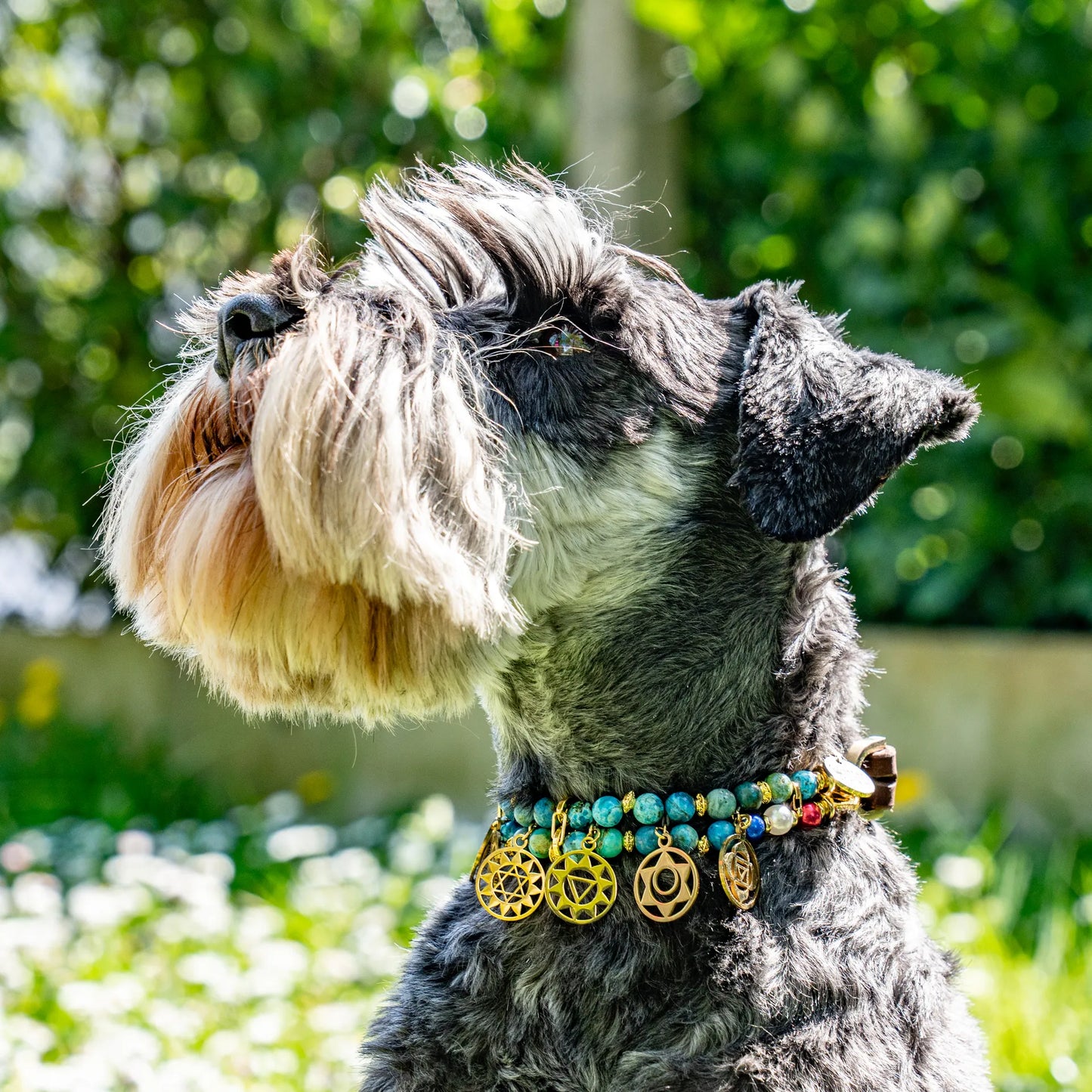 Signature 7 Chakra "Loyal Opal" Dog Collar