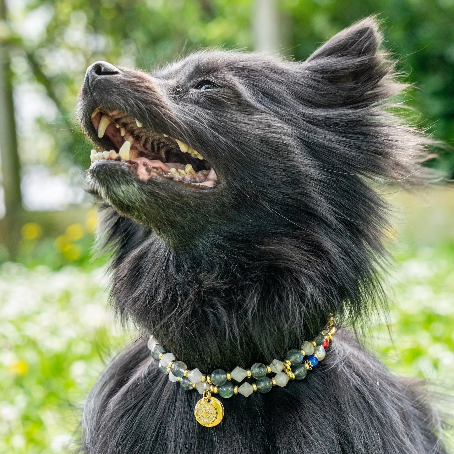 Collier Chien Signe Astro Cancer