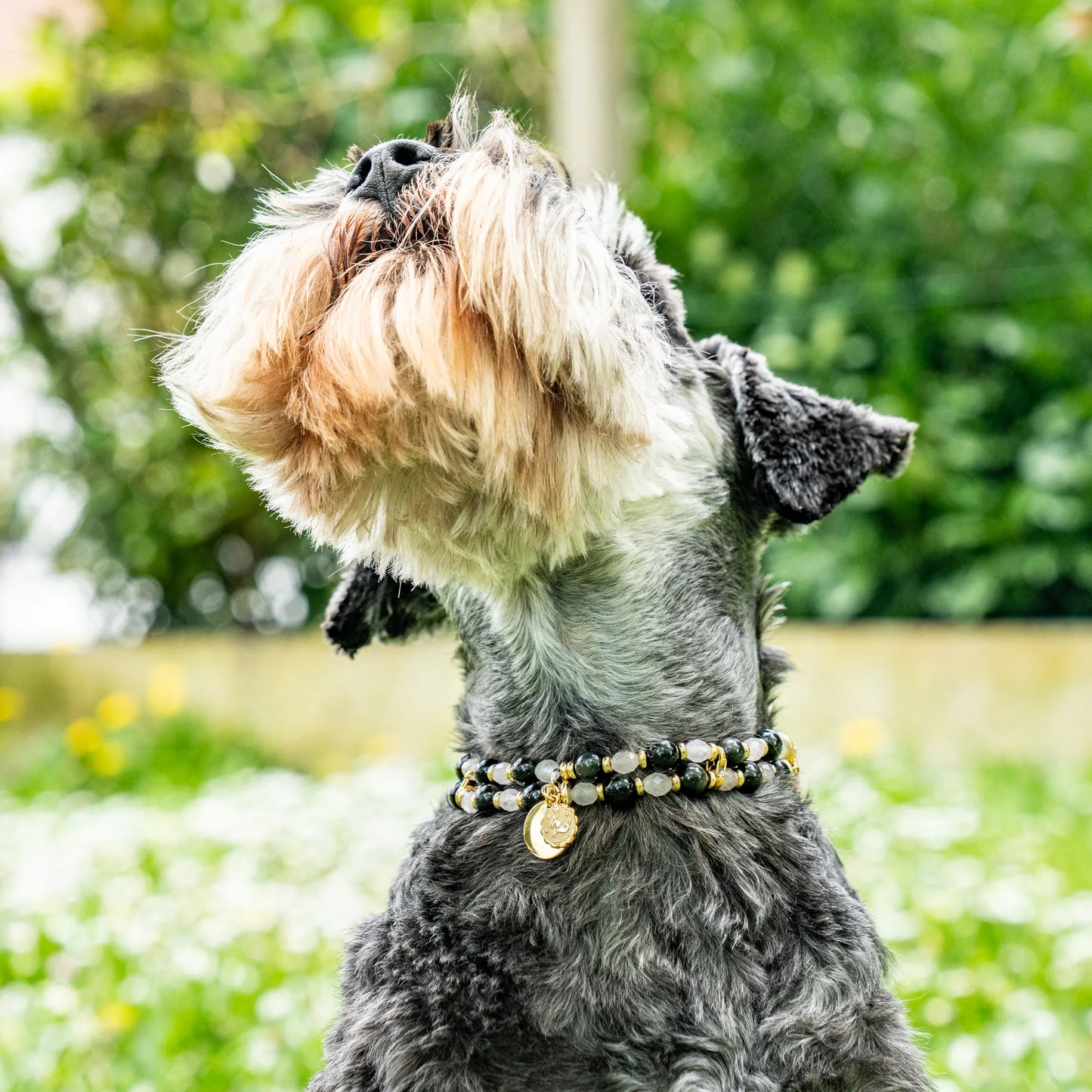 Capricorn Astrological Sign Dog Necklace