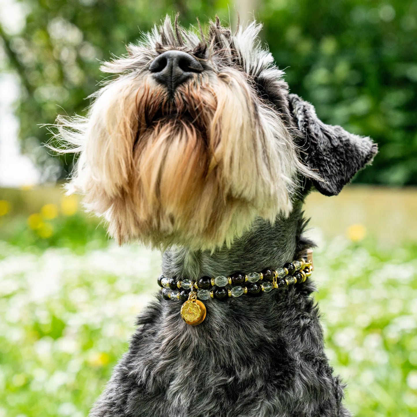Collier Chien Signe Astro Lion