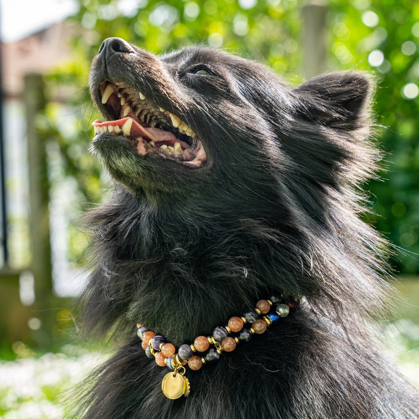 Collier Chien Signe Astro Poisson