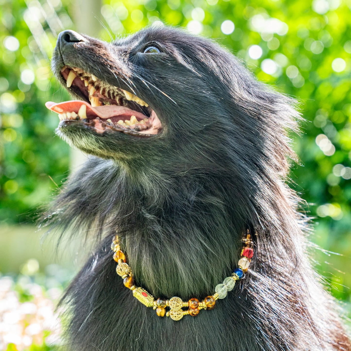 Protected Flea Jump Talisman Dog Collar