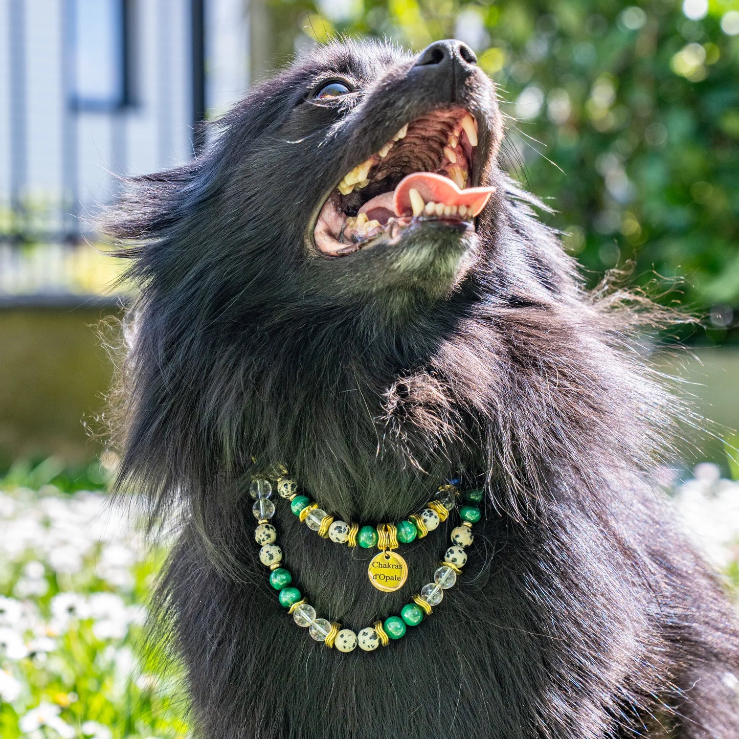 Collier Chien "Le Ptit Écolier Décidé" poils long