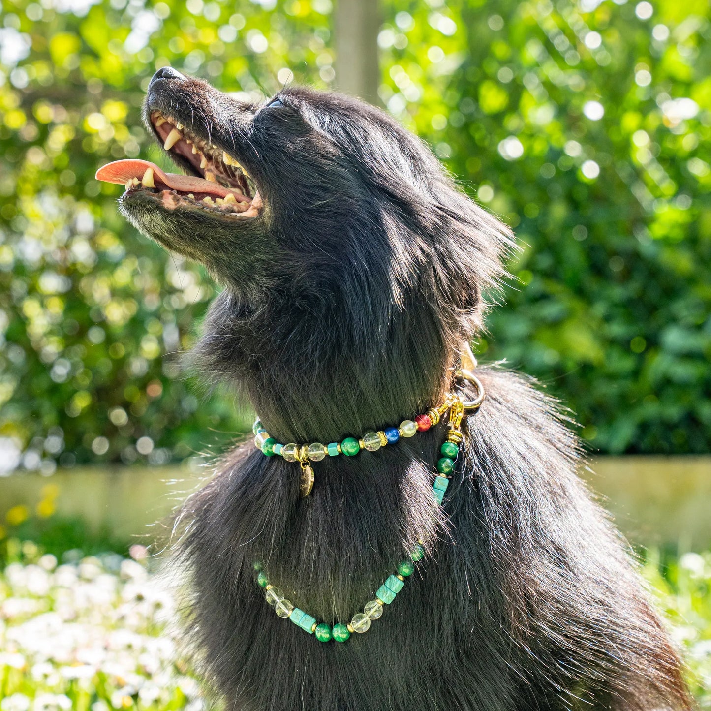 "The Little Eloquent Schoolboy" Dog Collar Long Hair