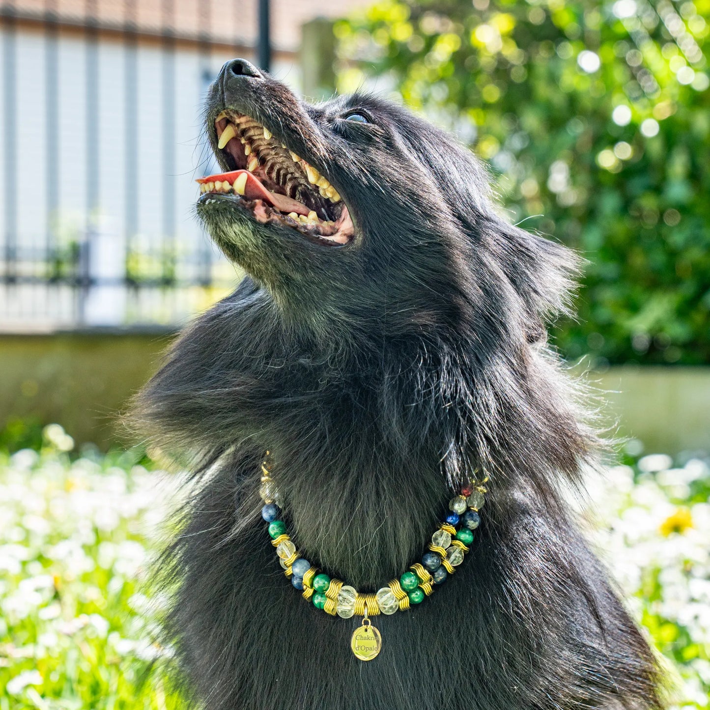 "The Sensitive Little Schoolboy" Dog Collar