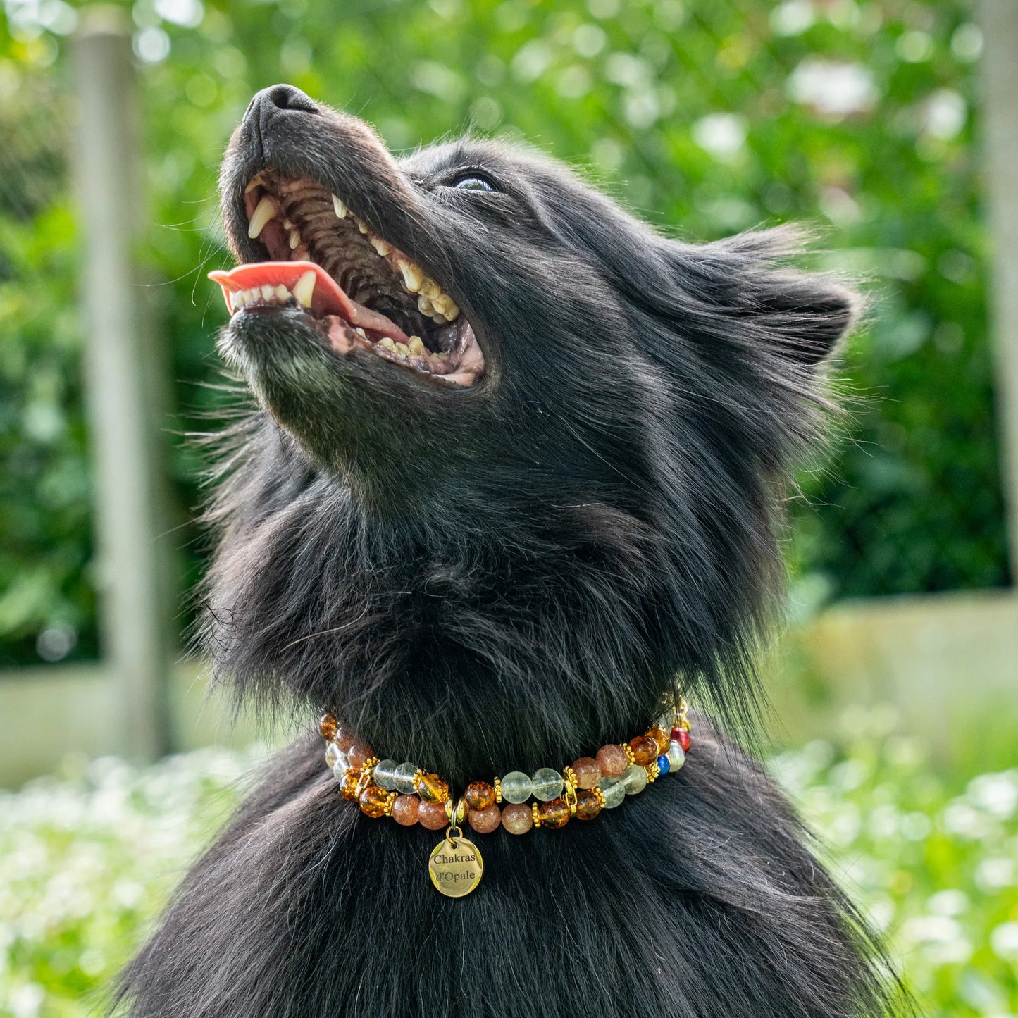 Optimist "Saut d'Puce" Anti-Flea Dog Collar