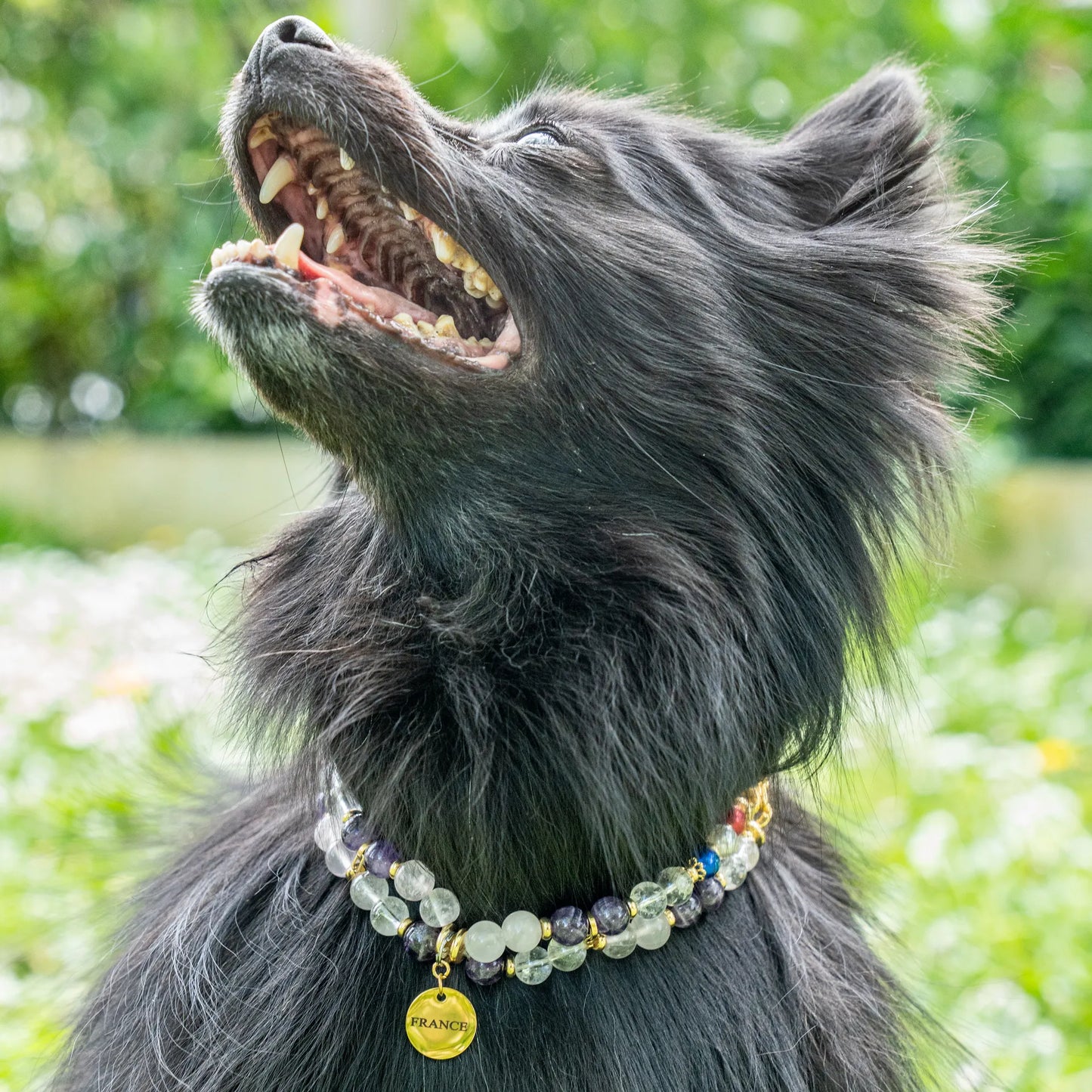 "Tromato" Anxious Dog Collar - Traumastimes