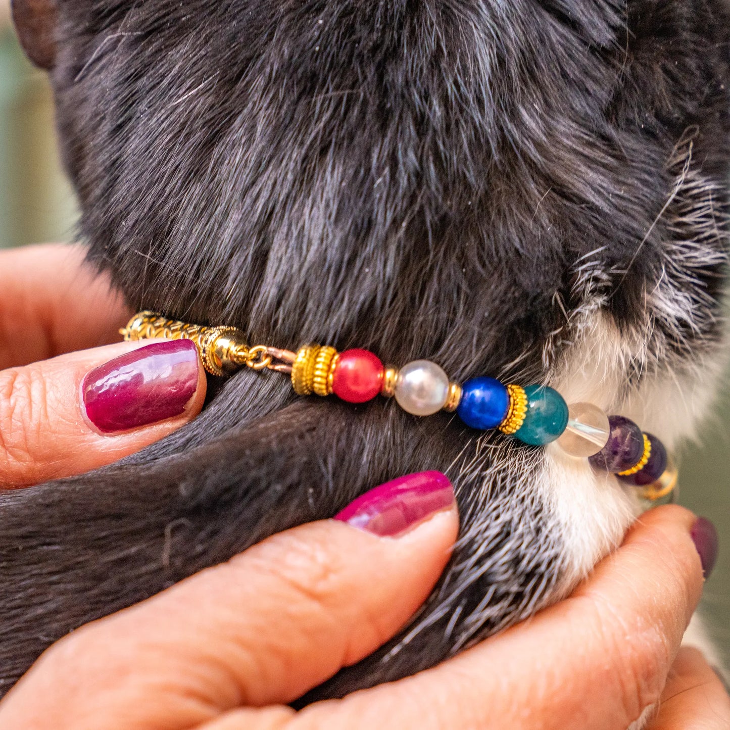 Collier Chat Perte de poids