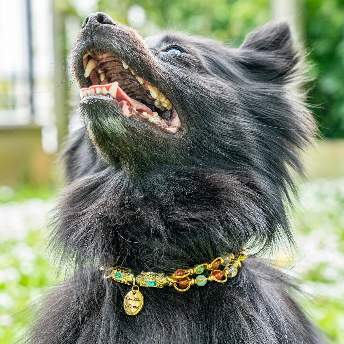 "Le Talisman d’Or" Collier Chien Apaisement et Courage