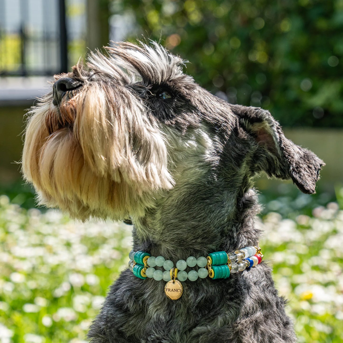 Sapristi Anti-Barking Dog Collar - Motion Sickness - Hyperactivity