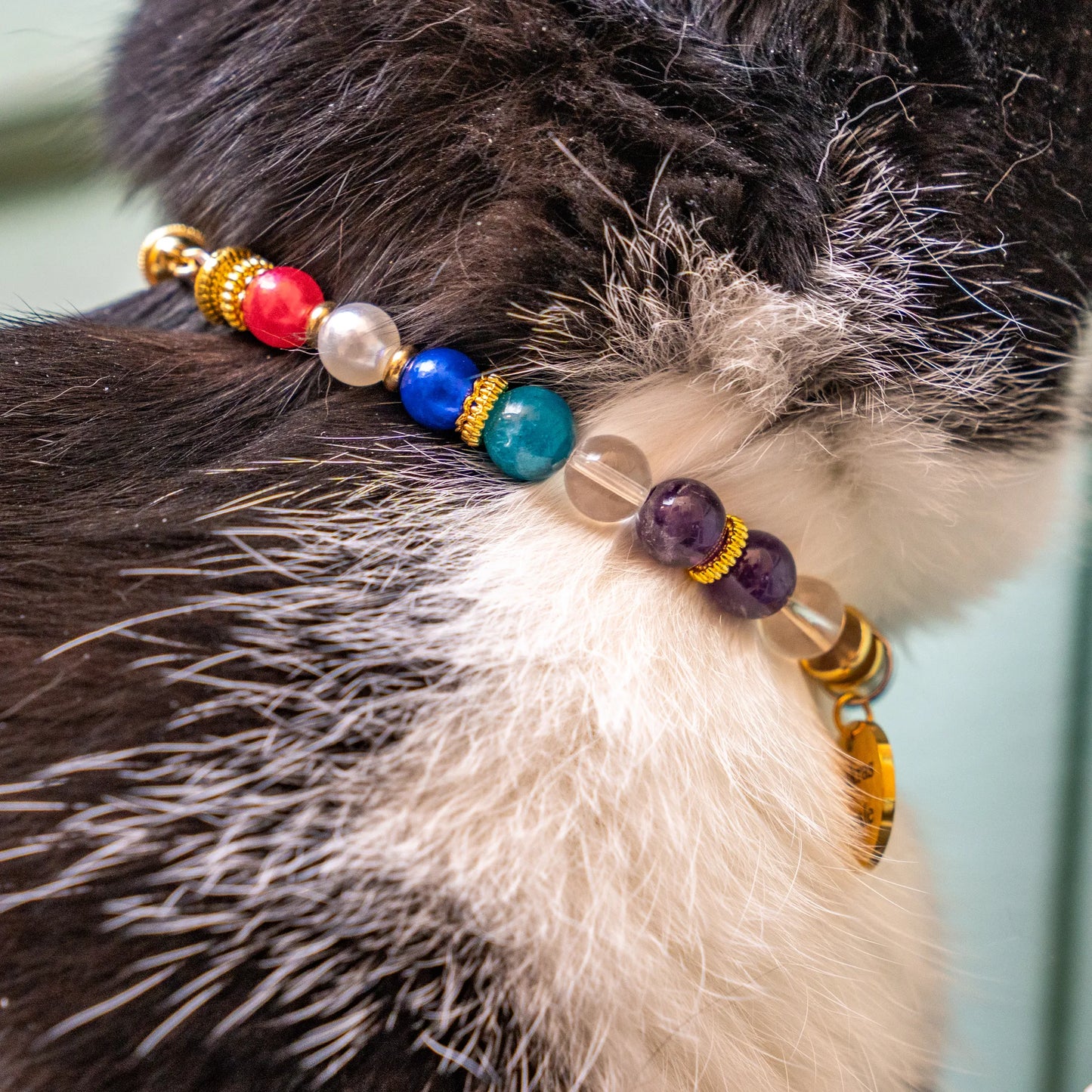 Collier Chat Perte de poids
