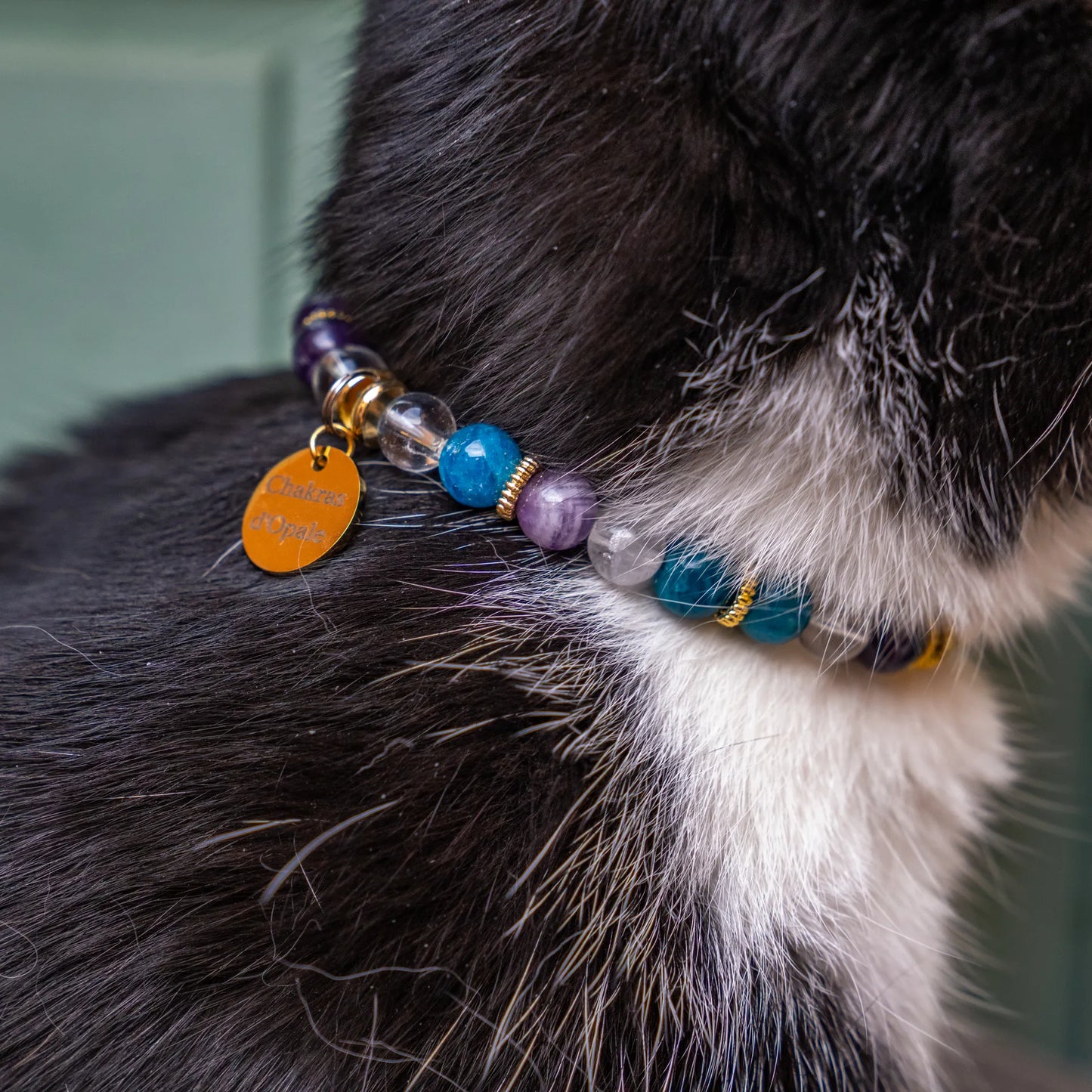 Collier Chat Perte de poids