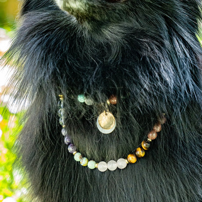 Collier Chien 7 chakras Poils longs